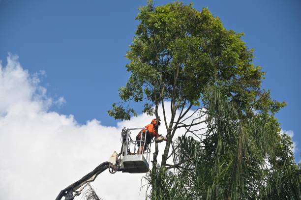 How Our Tree Care Process Works  in  Lihue, HI